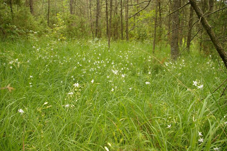 Anthericum ramosum.