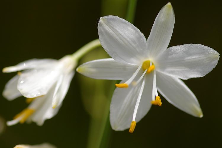 Anthericum ramosum.