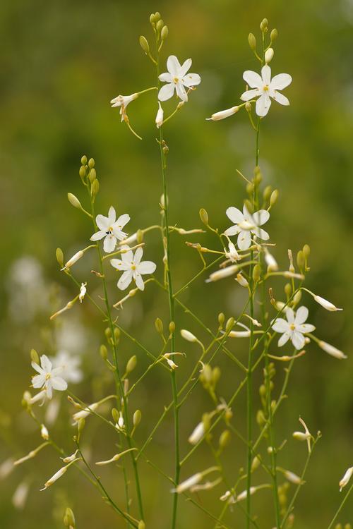 Anthericum ramosum.