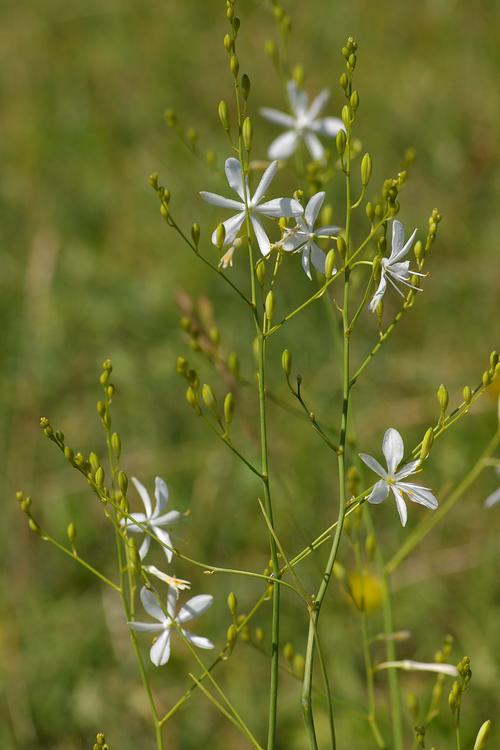 Anthericum ramosum.