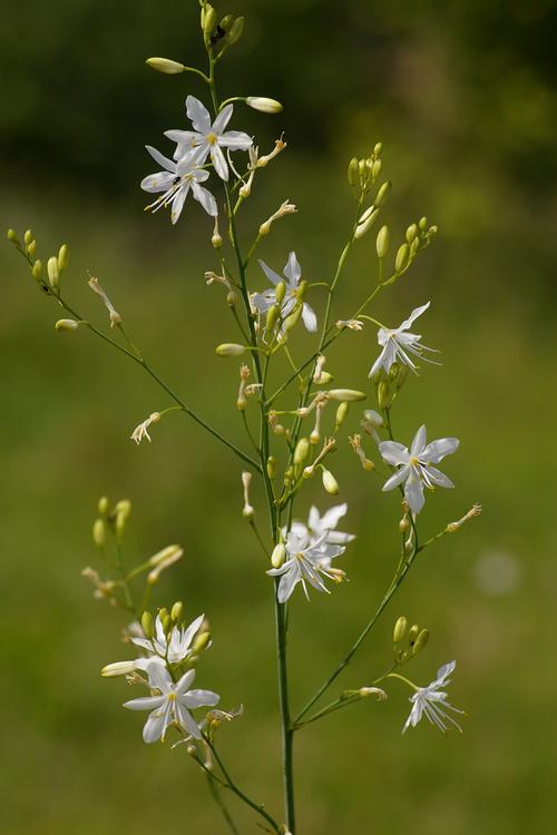 Anthericum ramosum.