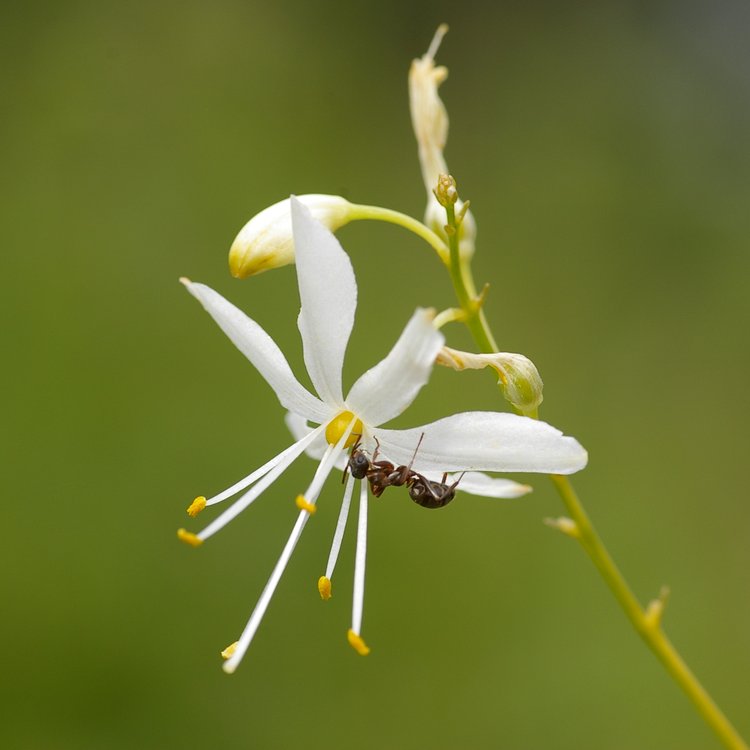 Anthericum ramosum.