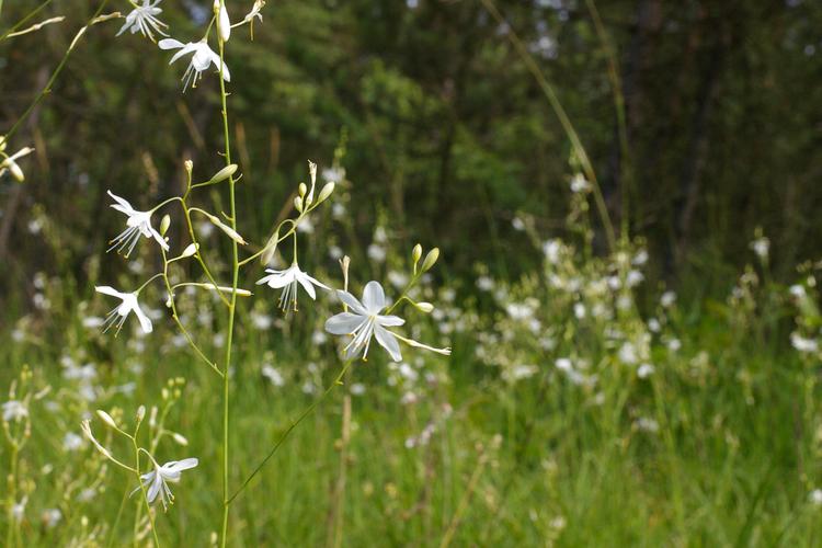 Anthericum ramosum.