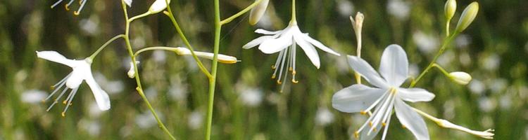 Anthericum ramosum.