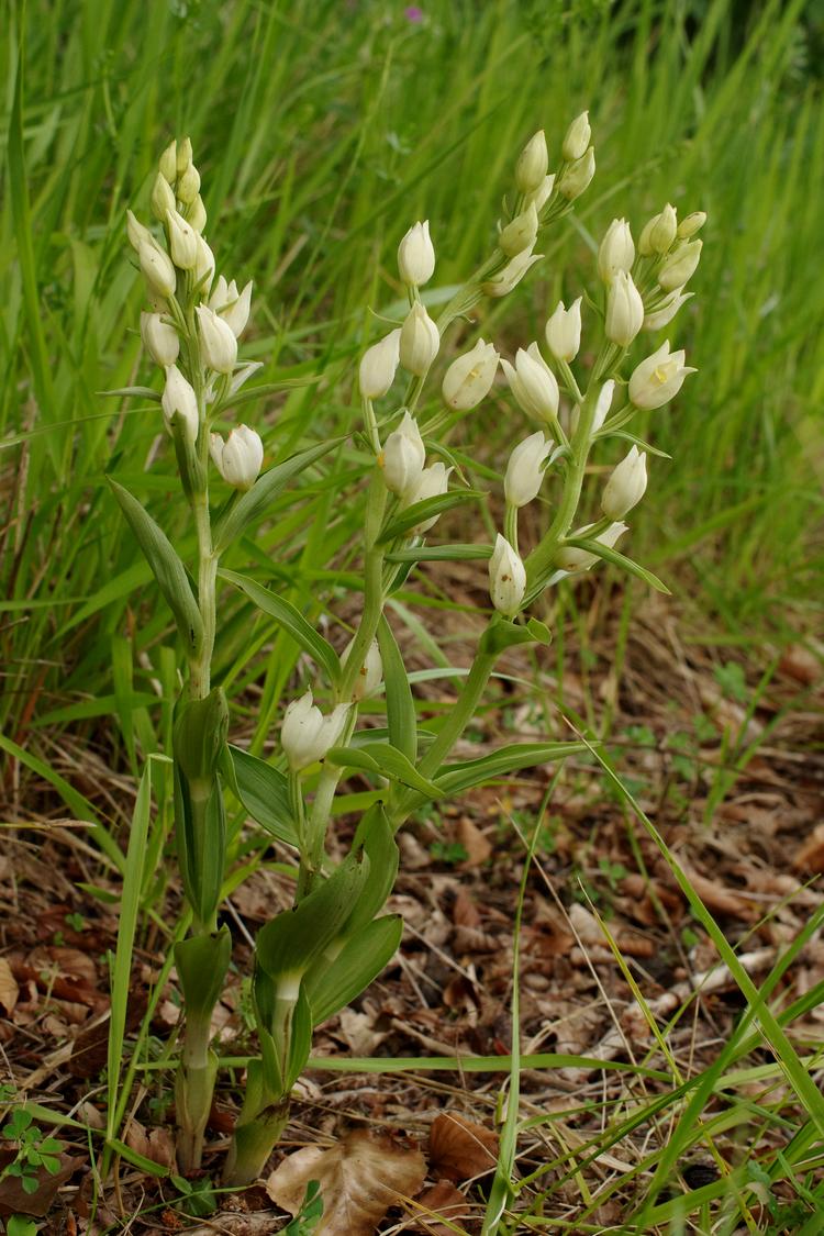 Cephalanthera damasonium.