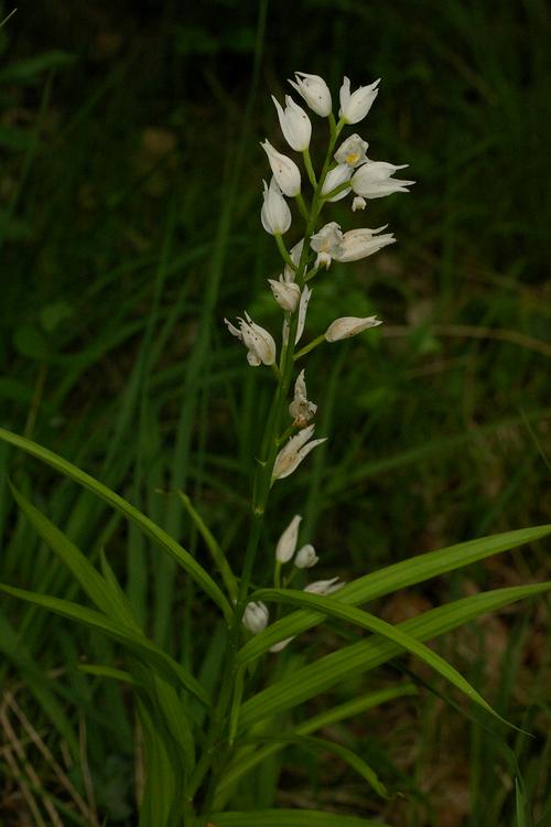 Cephalanthera longifolia.