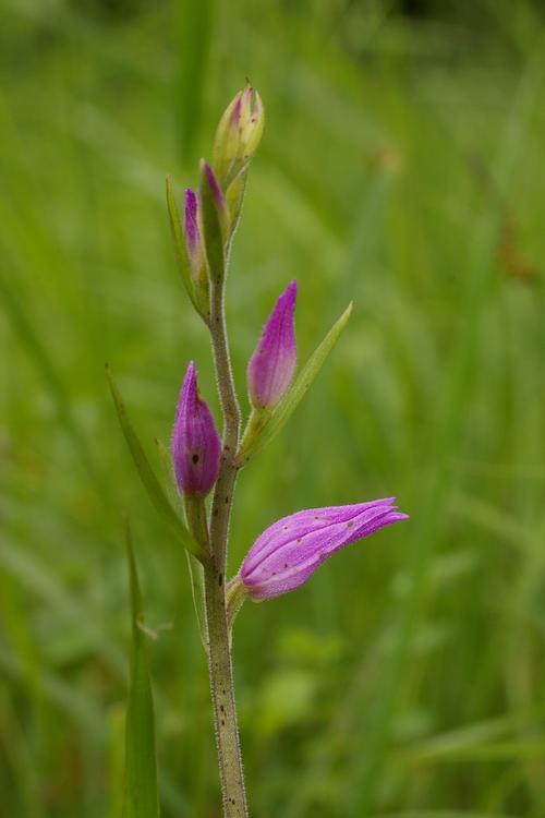 Cephalanthera rubra.