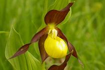 Cypripedium calceolus