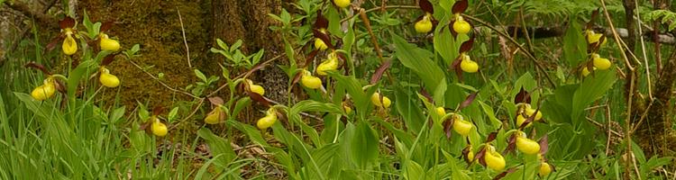 Cypripedium calceolus.