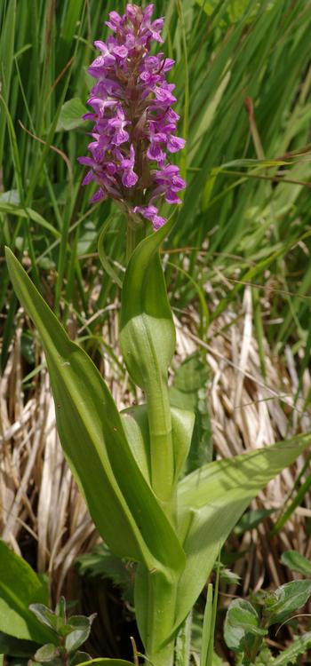 Dactylorhiza incarnata.