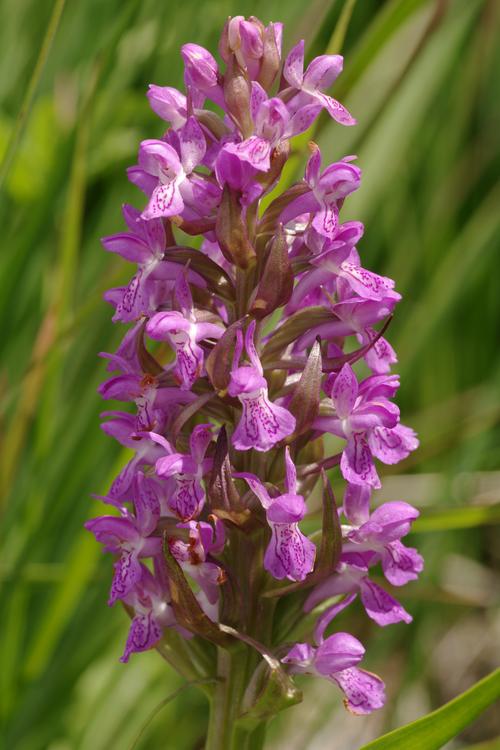 Dactylorhiza incarnata.