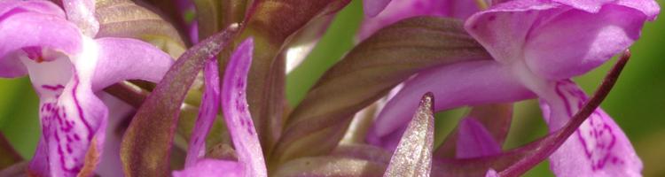 Dactylorhiza incarnata.