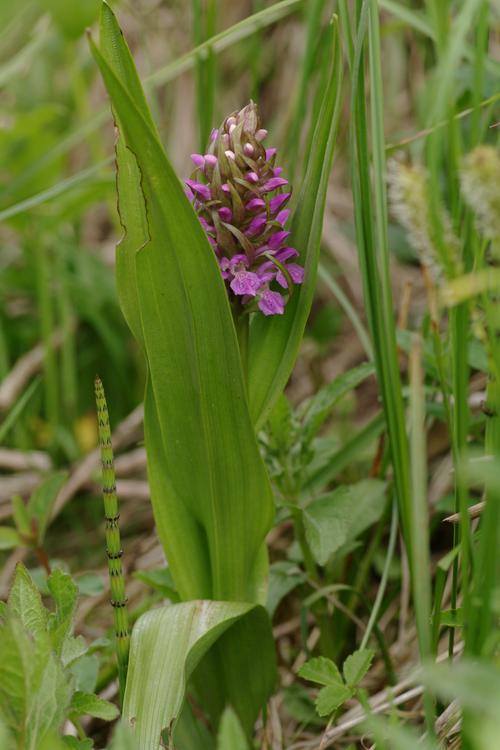 Dactylorhiza incarnata.