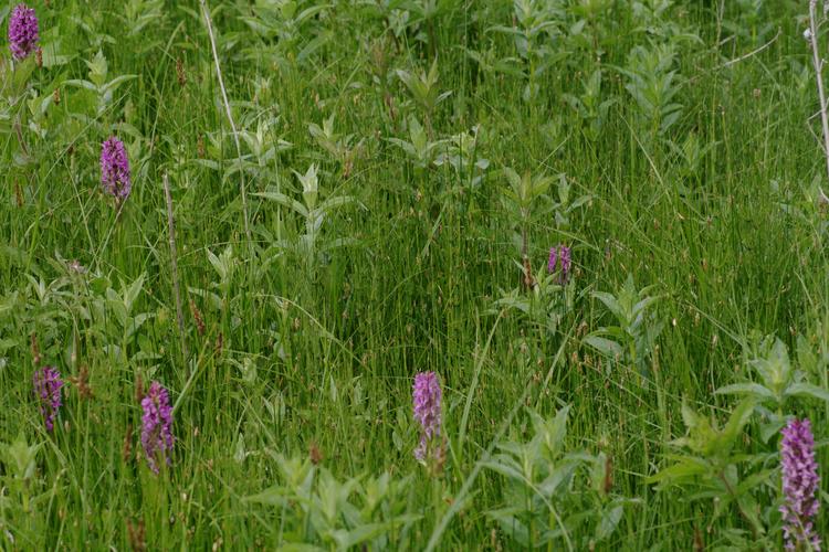 Dactylorhiza incarnata.