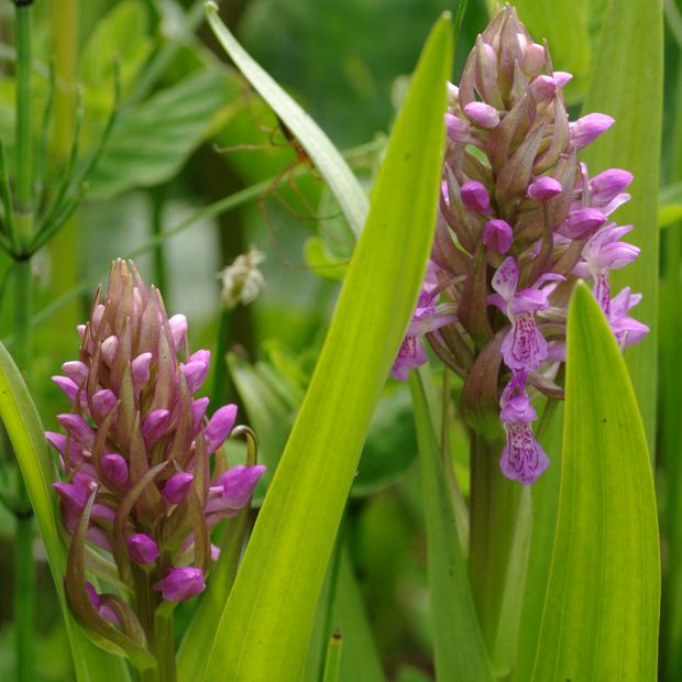 Dactylorhiza incarnata.