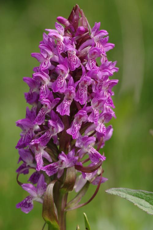 Dactylorhiza incarnata.