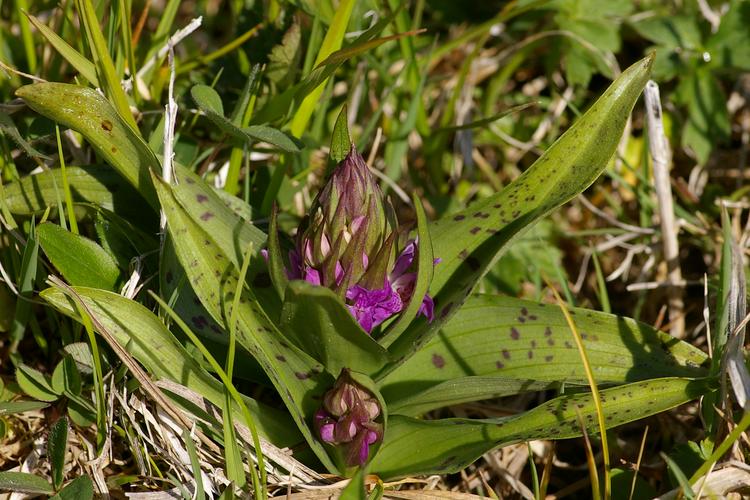 Dactylorhiza majalis.