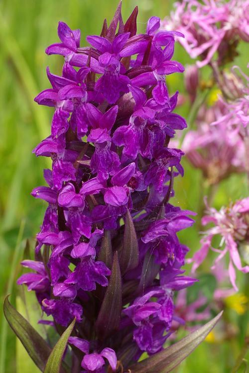 Dactylorhiza majalis.