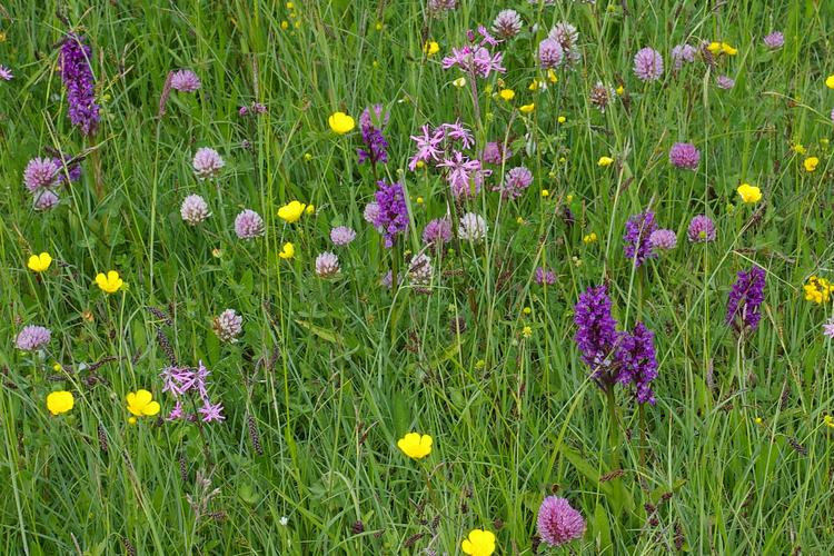 Dactylorhiza majalis.