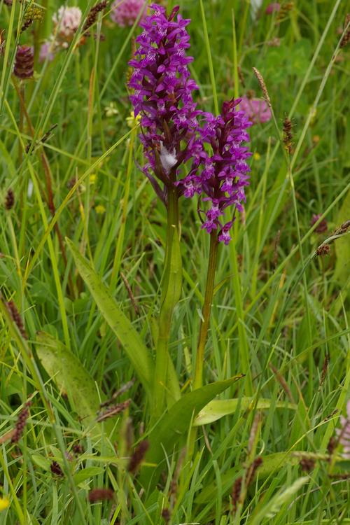 Dactylorhiza majalis.