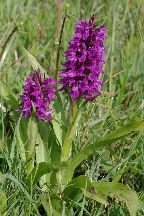 Dactylorhiza majalis.