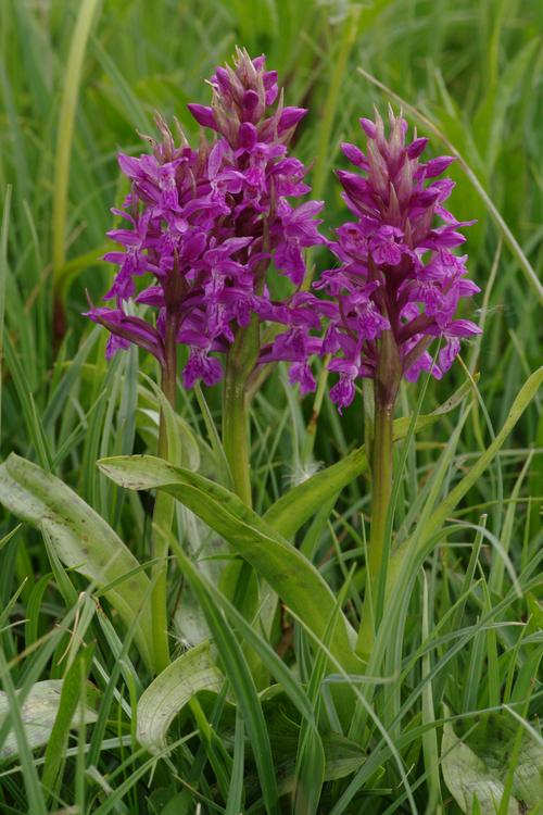 Dactylorhiza majalis.