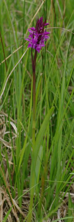 Dactylorhiza traunsteineri.