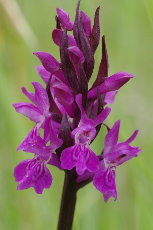 Dactylorhiza traunsteineri.