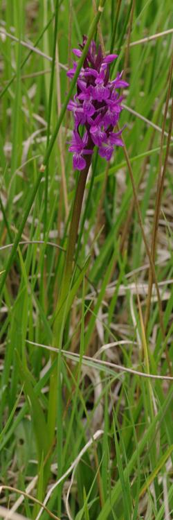 Dactylorhiza traunsteineri.