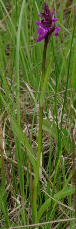 Dactylorhiza traunsteineri.