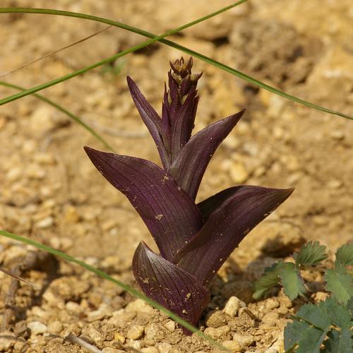 Epipactis atrorubens.