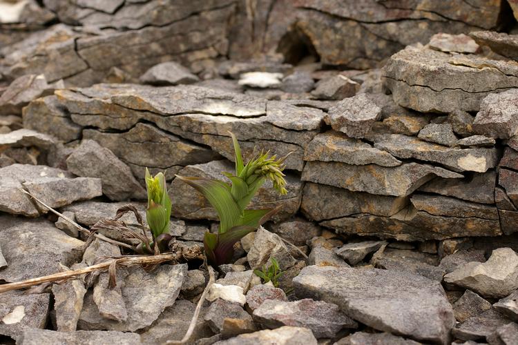 Epipactis atrorubens.