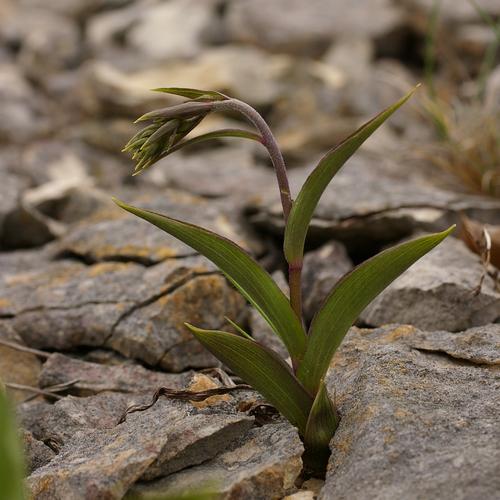 Epipactis atrorubens.