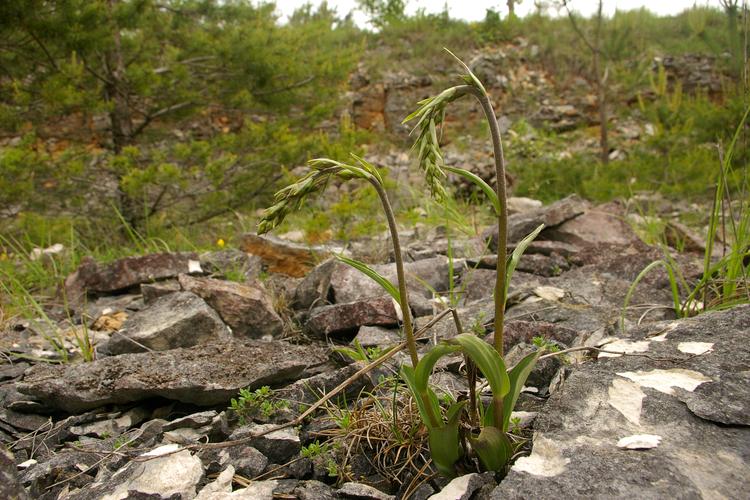 Epipactis atrorubens.