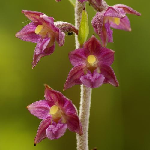 Epipactis atrorubens.