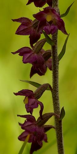 Epipactis atrorubens.