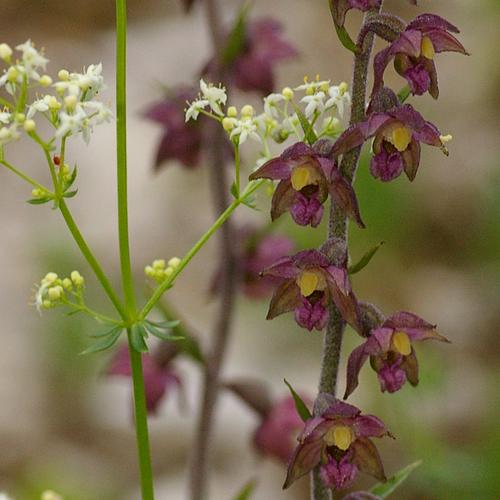 Epipactis atrorubens.