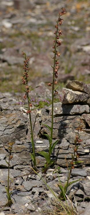 Epipactis atrorubens.