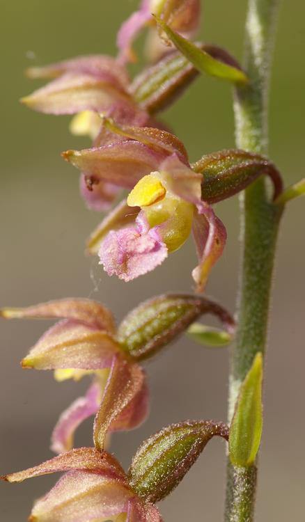 Epipactis atrorubens.