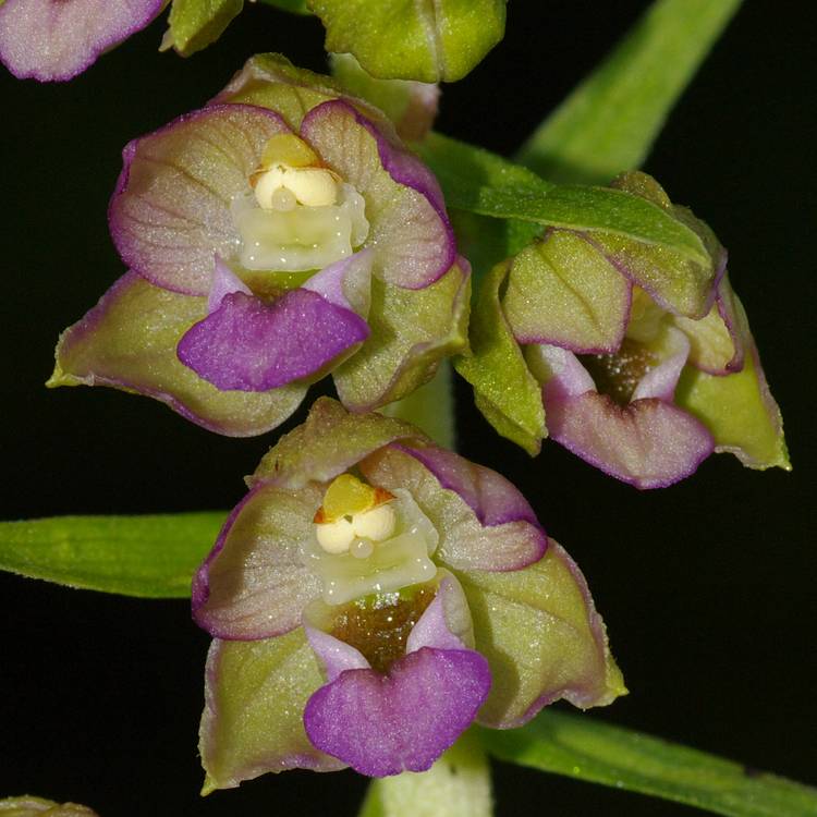 Epipactis helleborine.