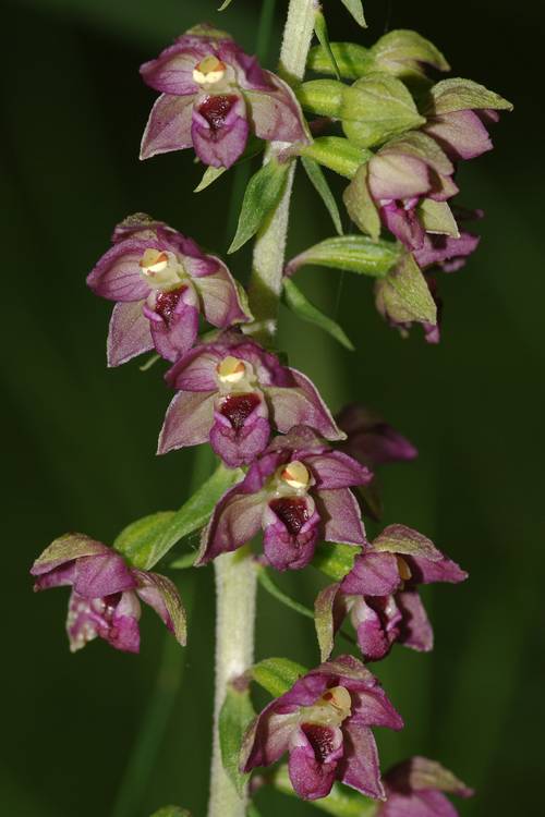 Epipactis helleborine.