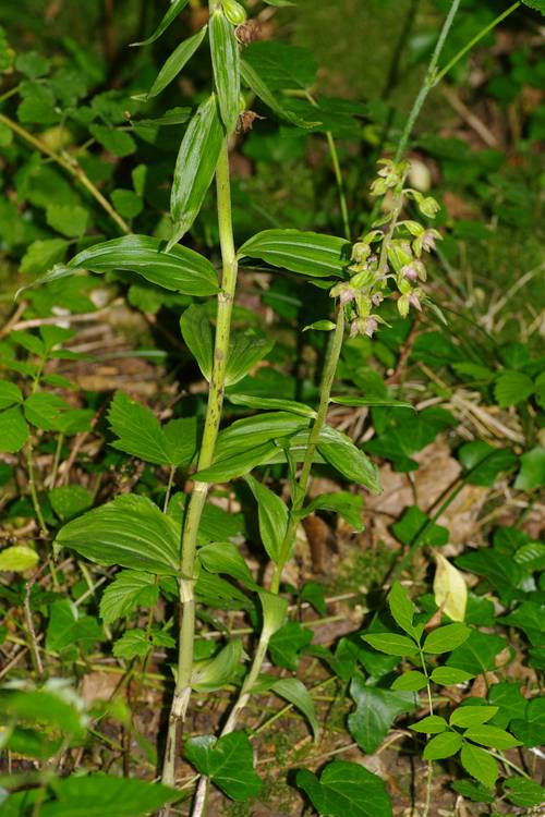 Epipactis leptochila.