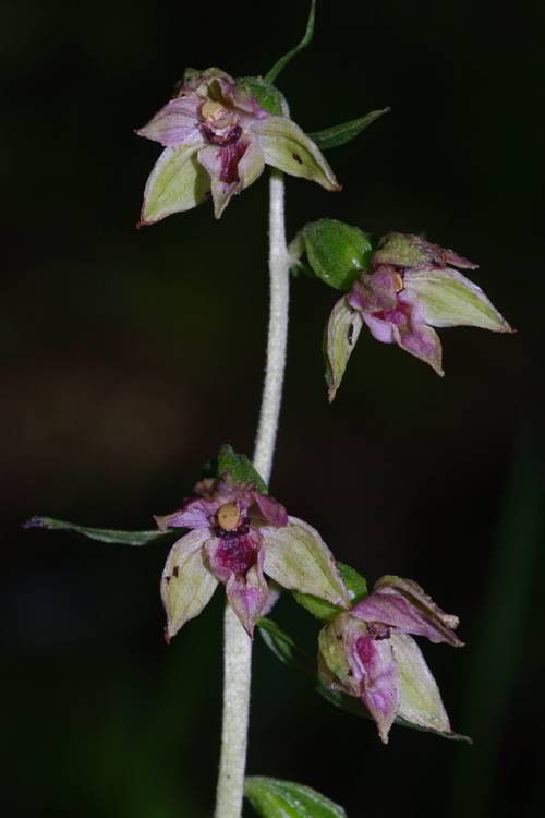 Epipactis leptochila.