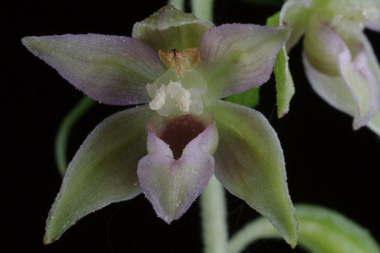 Epipactis leptochila.