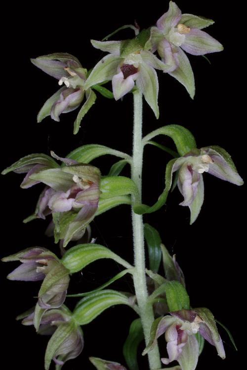 Epipactis leptochila.