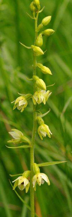 Epipactis muelleri.