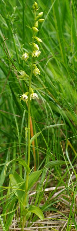 Epipactis muelleri.