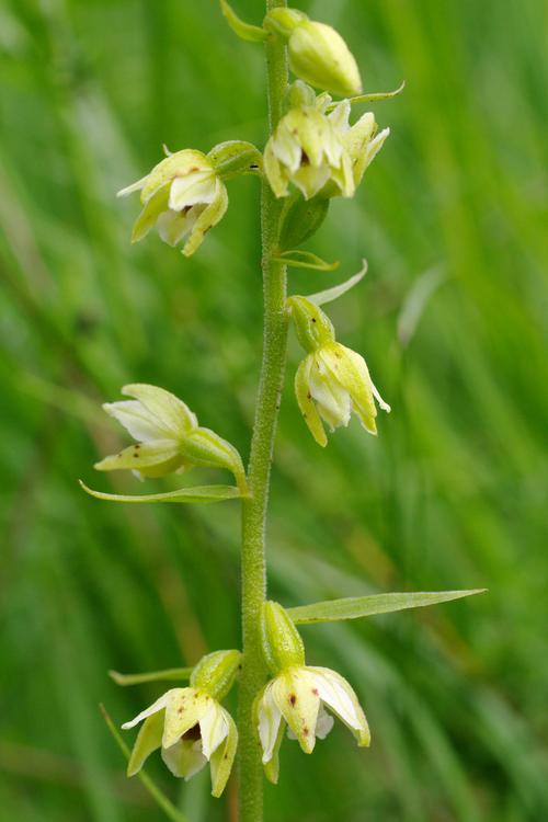 Epipactis muelleri.