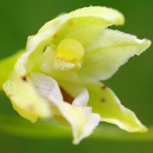 Epipactis muelleri.