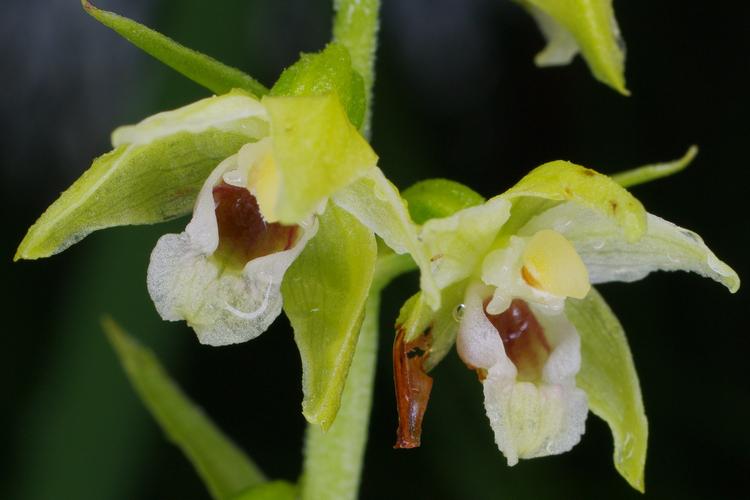 Epipactis muelleri.